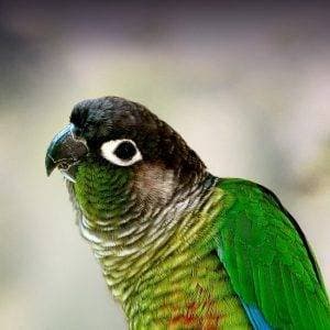 Bird Expo Happens Saturday June 20th