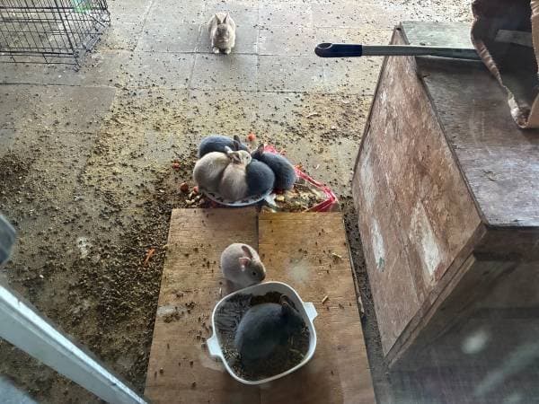 Rabbits