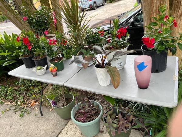Uptown Plants Plus sale