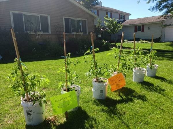 Tomato plants for sale