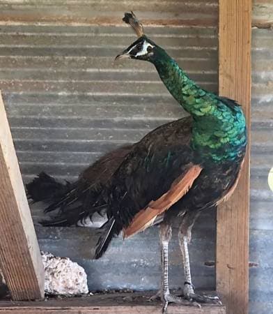 Peacock