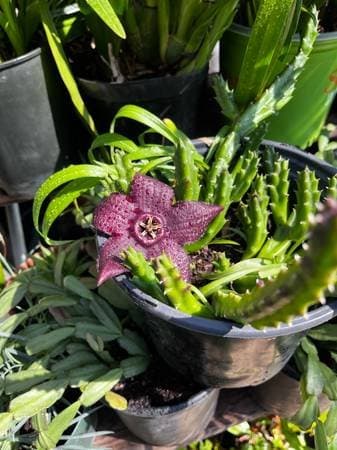 Newark | Plant Sale | Fri/Sat/Sun
