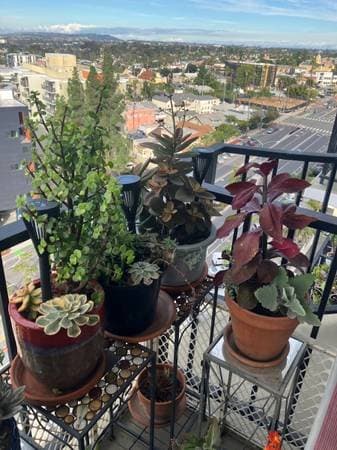 ABOUT 12 POTTED PLANTS FOR SALE