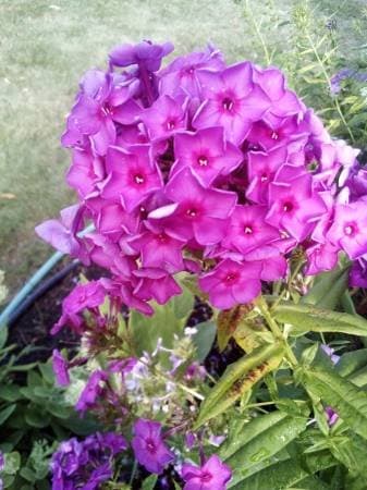 HUGE PLANT & GARAGE SALE