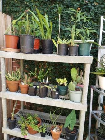 PLANT AND GARAGE SALE - SATURDAY MAY 16 2026 - 8 AM to 2 PM