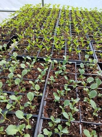 Vegetable flower garden plant yard sale